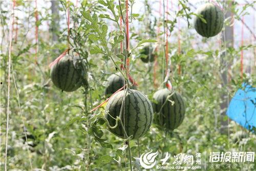 西宁网红吃瓜事件视频,一场网络热议的瓜田奇遇