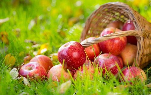 51吃瓜官网地址苹果,苹果版独家解析与亮点一览